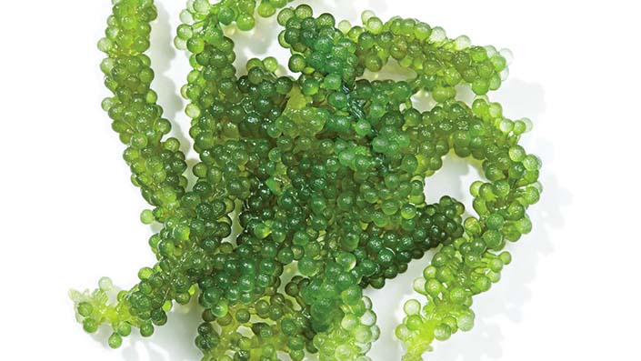 Alterna Botanical Caviar Ingredient - Look Perfect